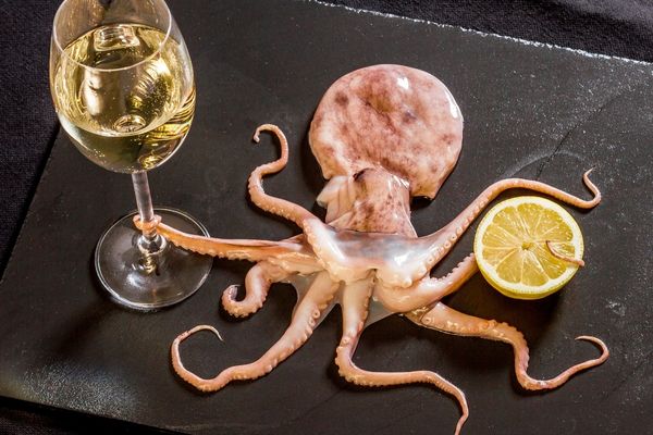 Read more about the article Octopus Wine Pairing: 8+ Great Wines that go with Octopus